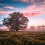 field, morning, sunrise-6574455.jpg